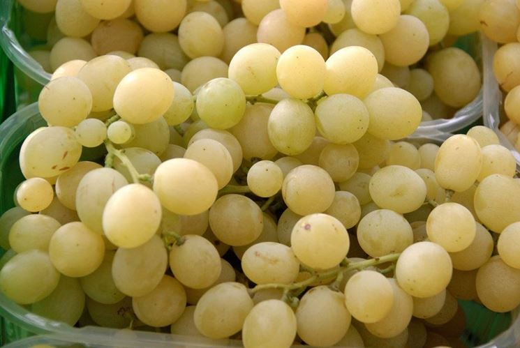 Agricoltura, Dipartimento avvia campagna export uva da tavola in Canada e Uruguay