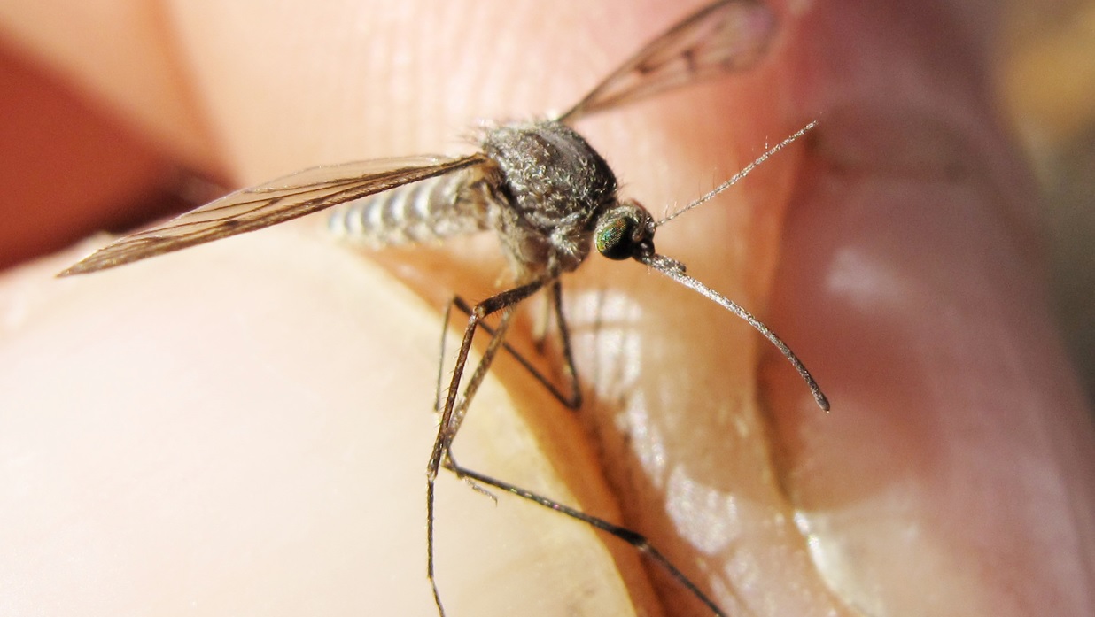 Incubo zanzare in Sicilia, con noi tutto l’anno: ecco quando spariranno