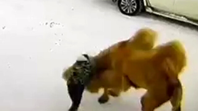 Custode di un villaggio vacanze dà pugno a un cammello: l’animale reagisce e lo uccide