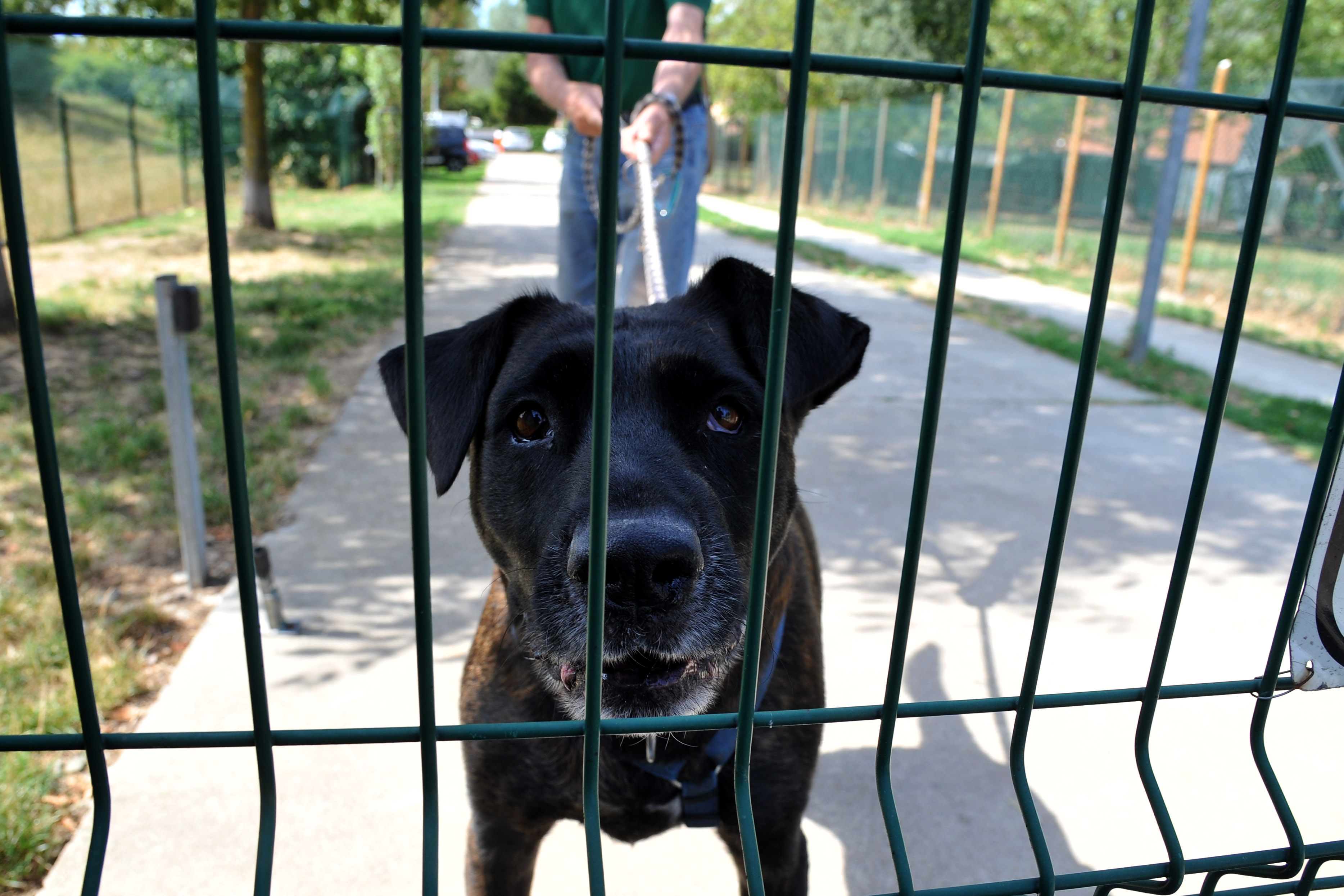 Legano cucciolo di cane a un palo per punizione: muore soffocato