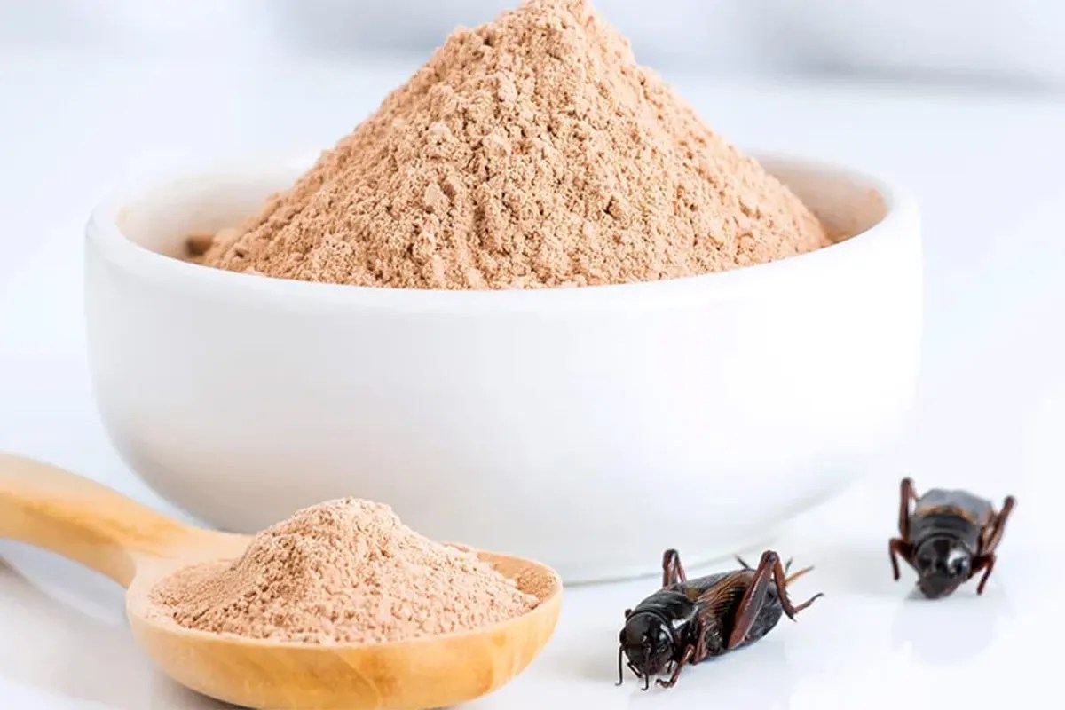 Ue, i grilli in polvere si potranno mangiare: via libera alla vendita