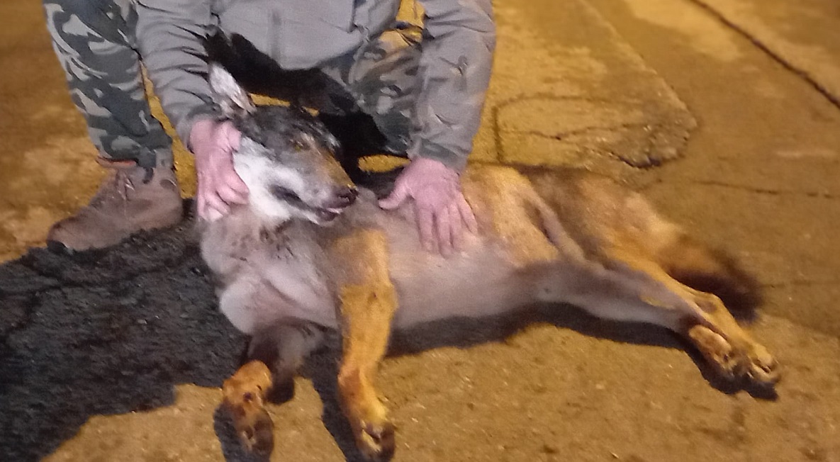 Botti di Capodanno, il dramma per gli animali: lupo spaventato in strada investito nella notte