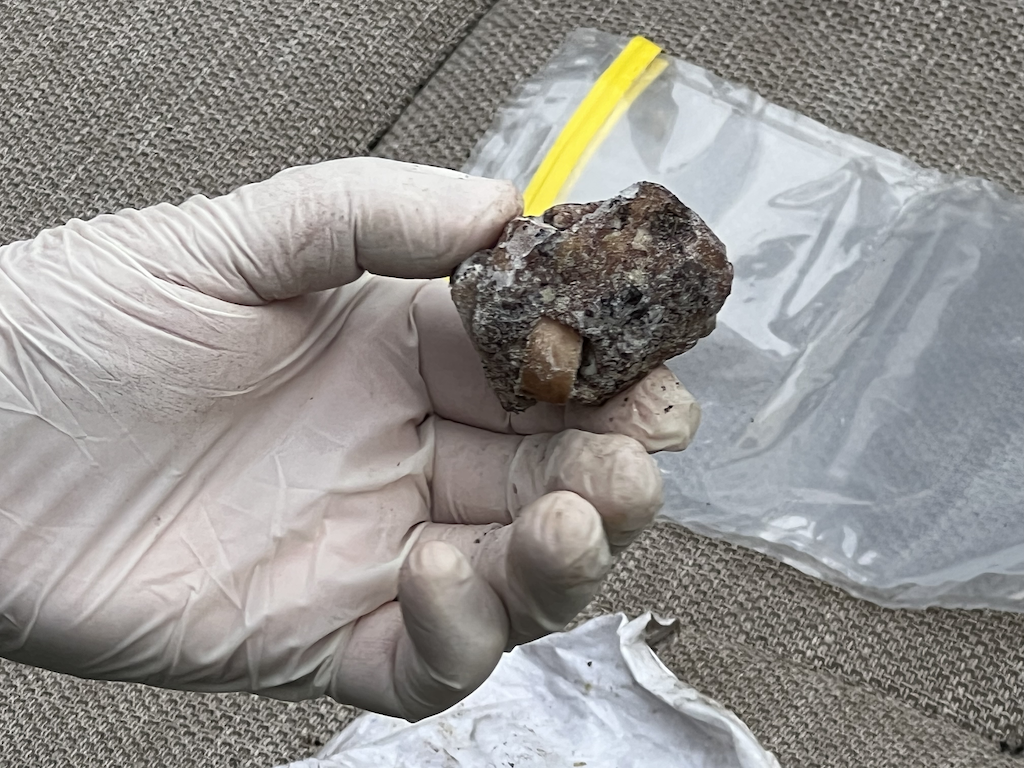 Polpette avvelenata in terreno privato, “strage” di cani nel Catanese: scatta sopralluogo