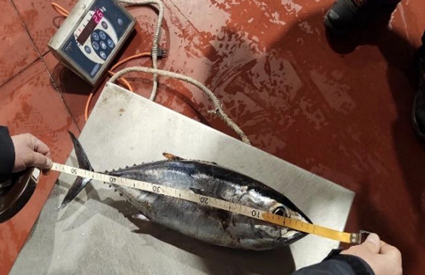 Pesca tonno rosso, riaperti i negoziati con l’Europa per tutelarla