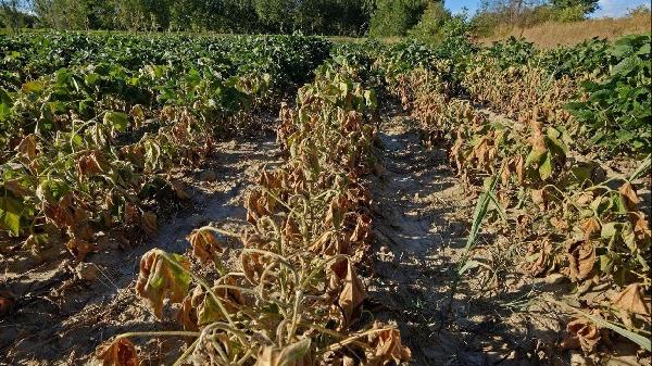 Maltempo, oltre 200 milioni di euro di danni nel Siracusano: via libera allo stato di calamità