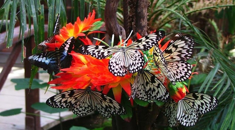 Sicilia, torna il progetto “La casa delle farfalle”: gli appuntamenti a Palermo e Siracusa
