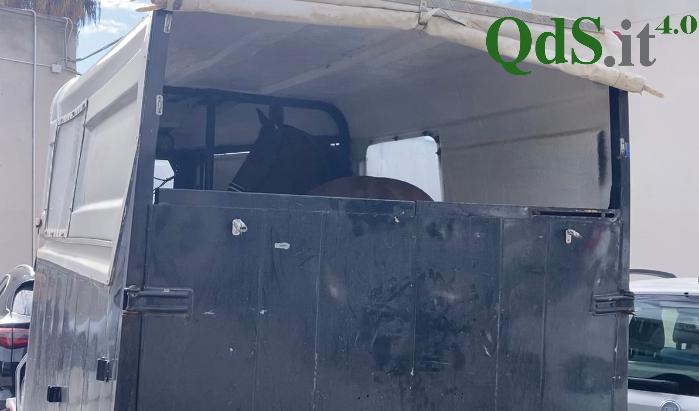 L’ennesima corsa clandestina di cavalli, coinvolti anche minori: scatta l’inchiesta – VIDEO