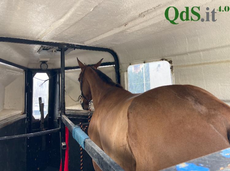 L’ennesima corsa clandestina di cavalli, coinvolti anche minori: scatta l’inchiesta – VIDEO