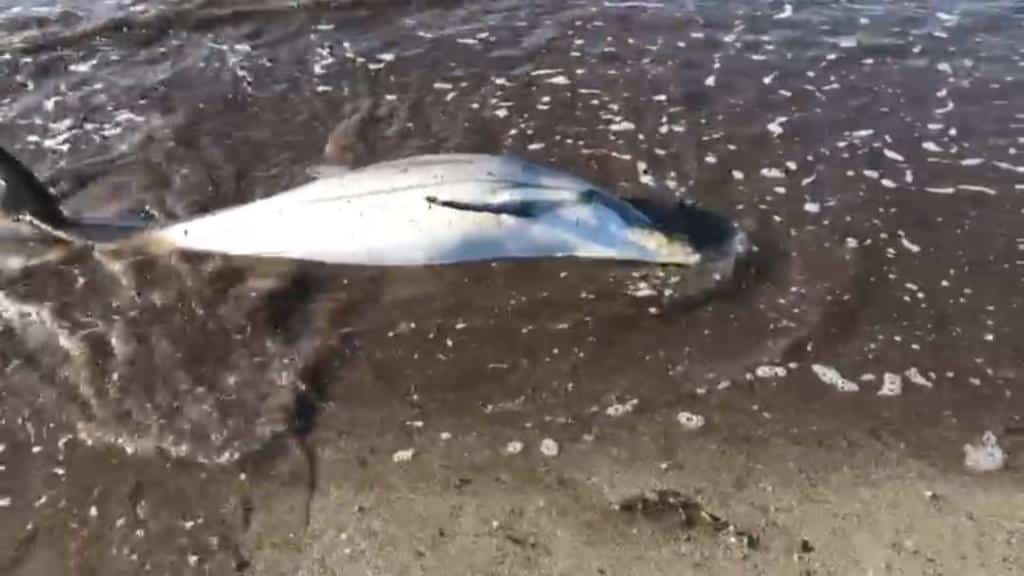 Misiliscemi, cucciolo di delfino salvato da poliziotto in pensione