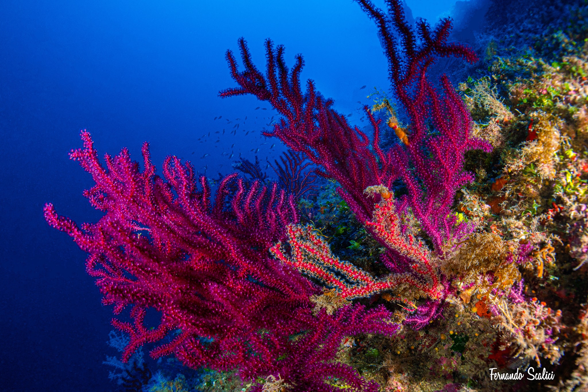 Valderice, muore sub palermitano durante immersione