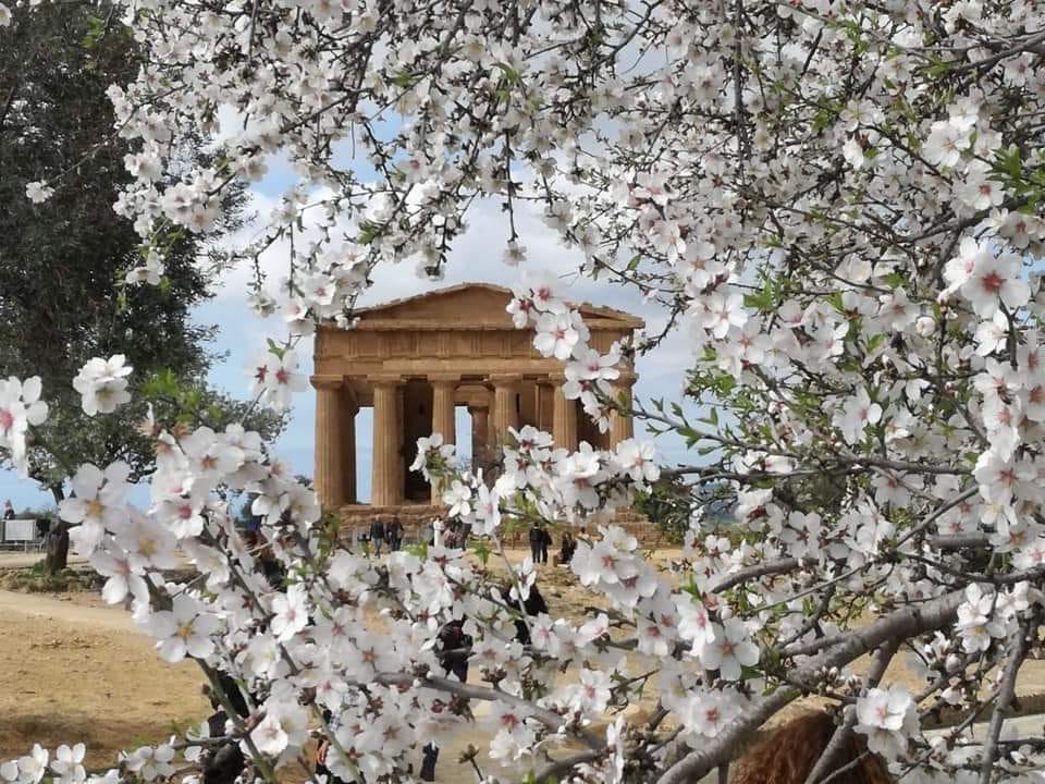 Agrigento risboccia con il suo Mandorlo in Fiore