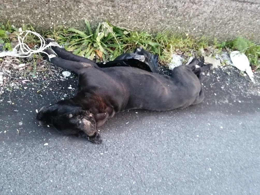 San Giovanni La Punta, cane torturato e seviziato trovato morto in strada