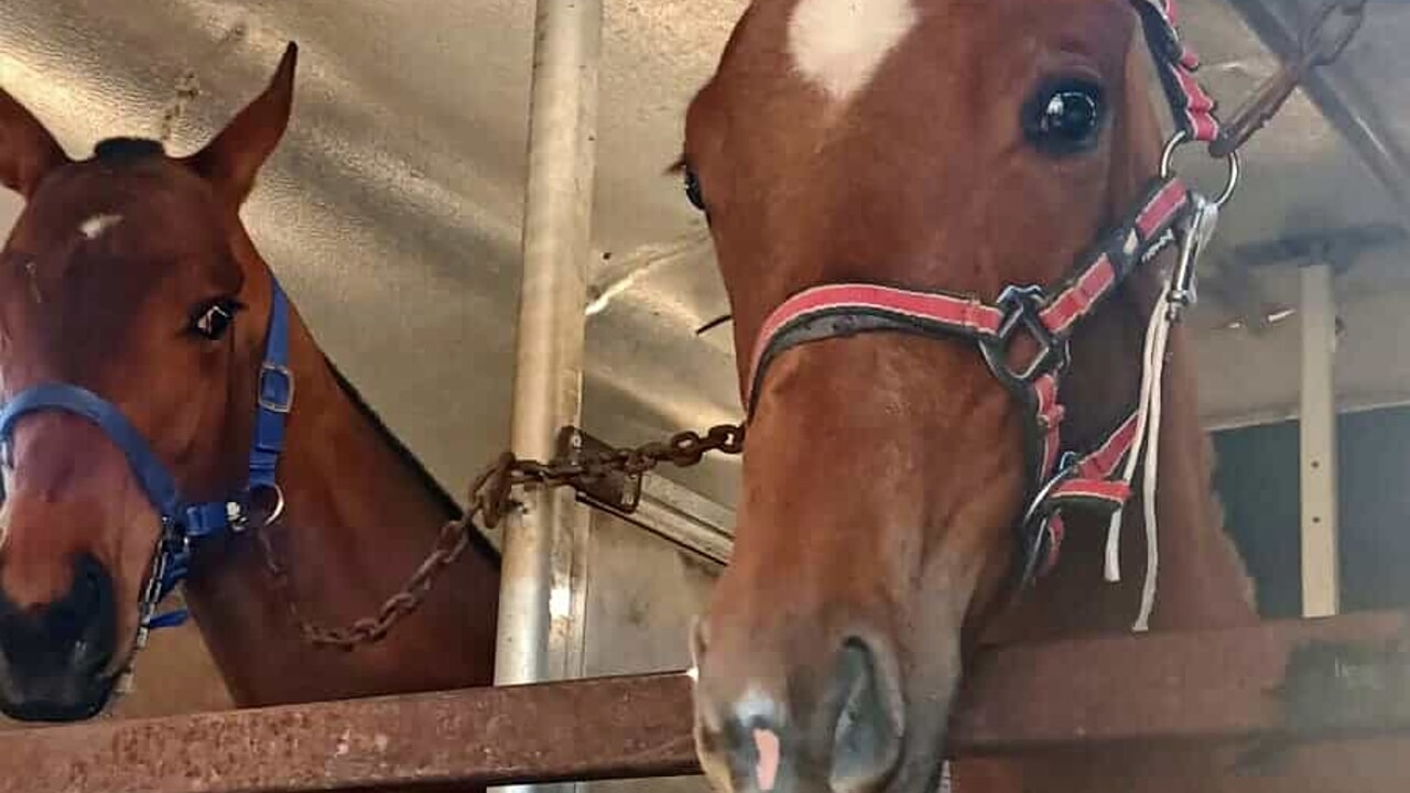 Catania, sequestrate a Zia Lisa 4 stalle abusive con 3 cavalli senza microchip