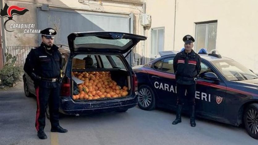 Furto d’arance per “integrare” il reddito di cittadinanza: 2 arresti