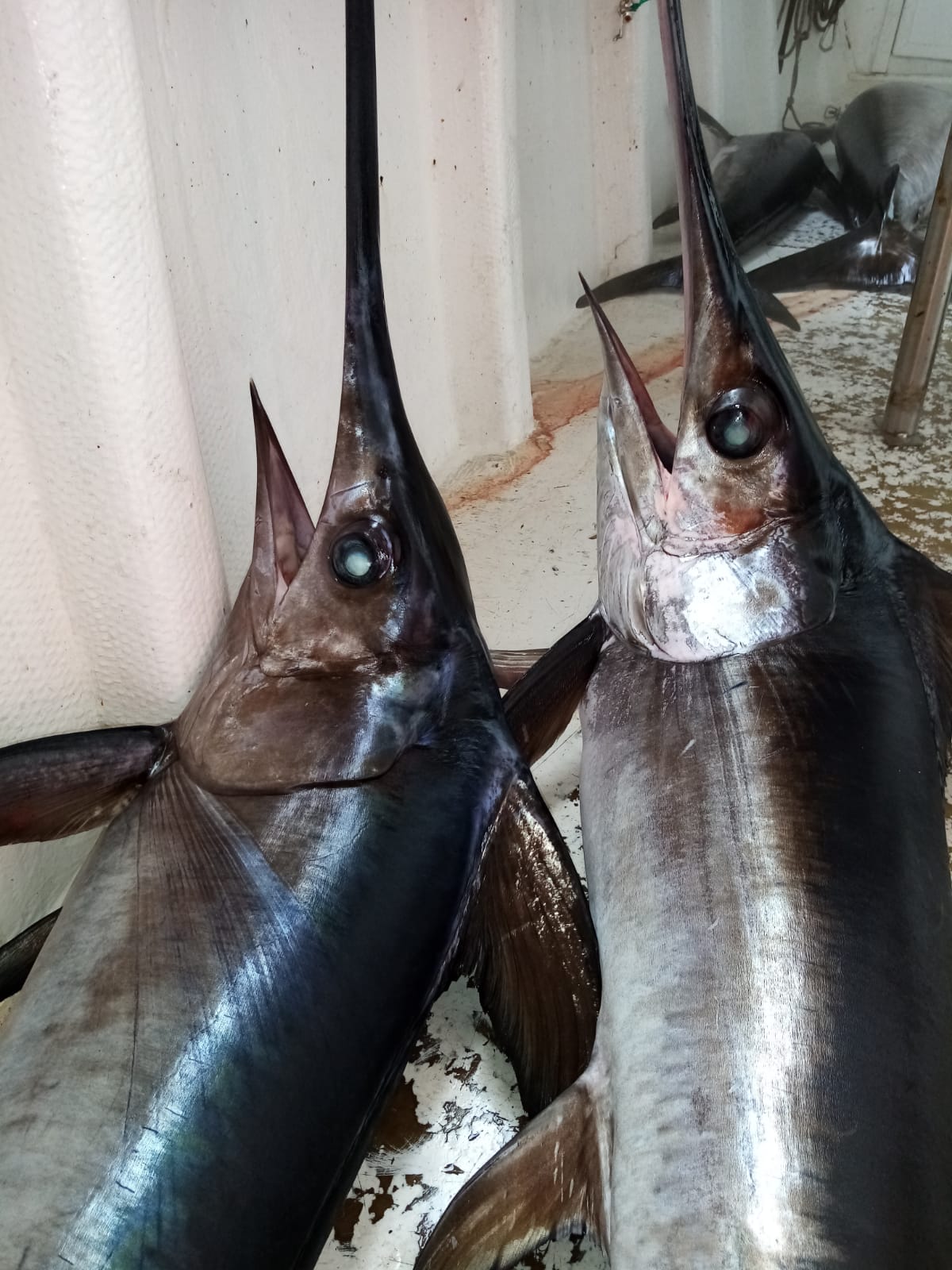 Pesca del tonno a Marsala, il piano di rilancio del “Sistema Palangaro”: più regole e competenze