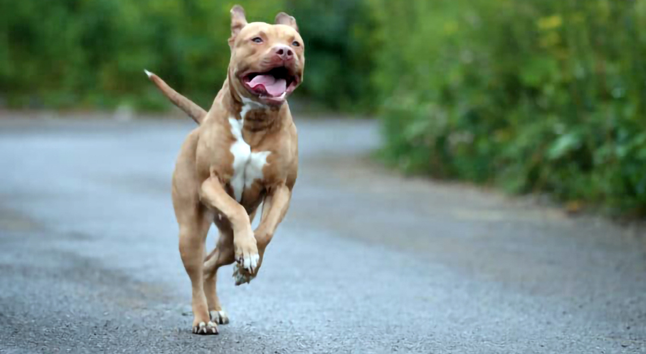 Una 68enne aggredita da tre cani fuori casa: ferite alla testa e agli arti, è grave