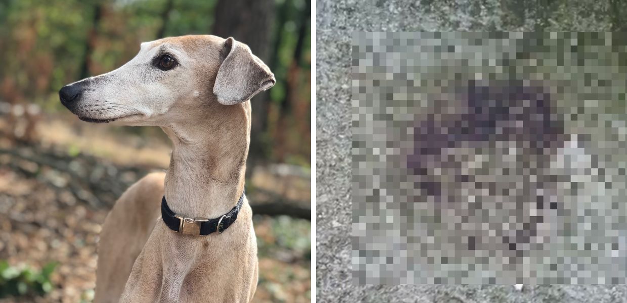 Orrore per strada, cane scuoiato e fatto a pezzi: taglia di 5 mila euro per trovare responsabili