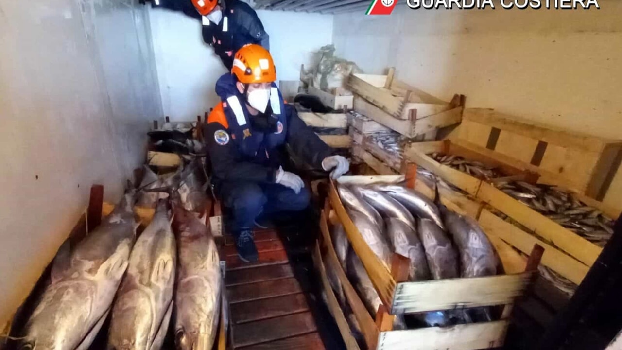 Guardia Costiera Catania, sequestrati 1100 chili di tonno pescato illegalmente