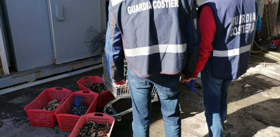 Palermo, Capitaneria di Porto e Asp sequestrano 300 kg di vongole, cozze e crostacei