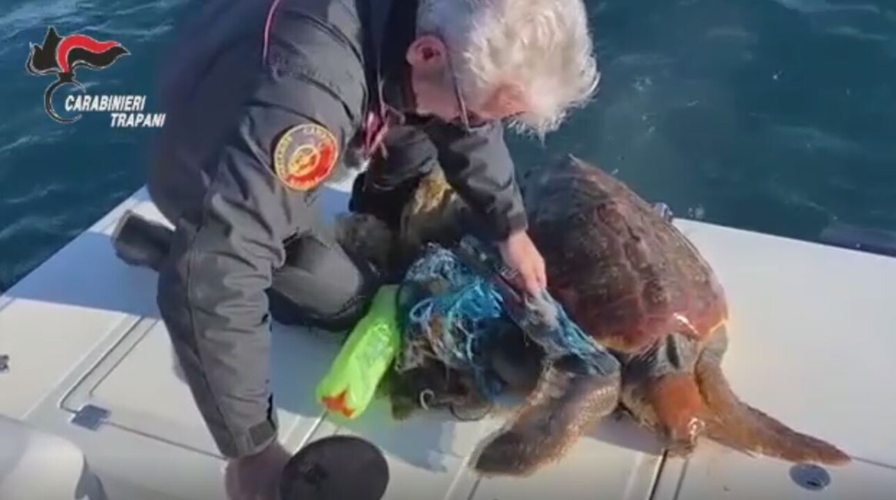 Favignana, Carabinieri salvano tartaruga incastrata in rete da pesca