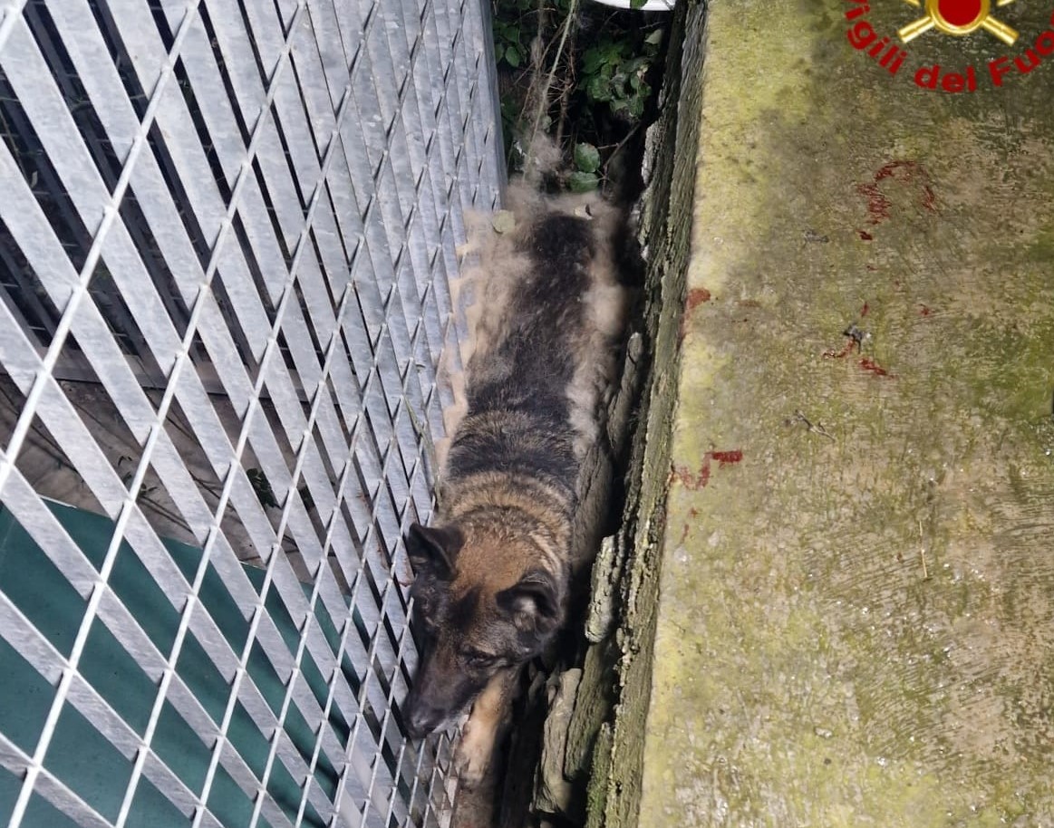 Paura per un cagnolino, incastrato tra recinzione e muretto: intervengono vigili del fuoco
