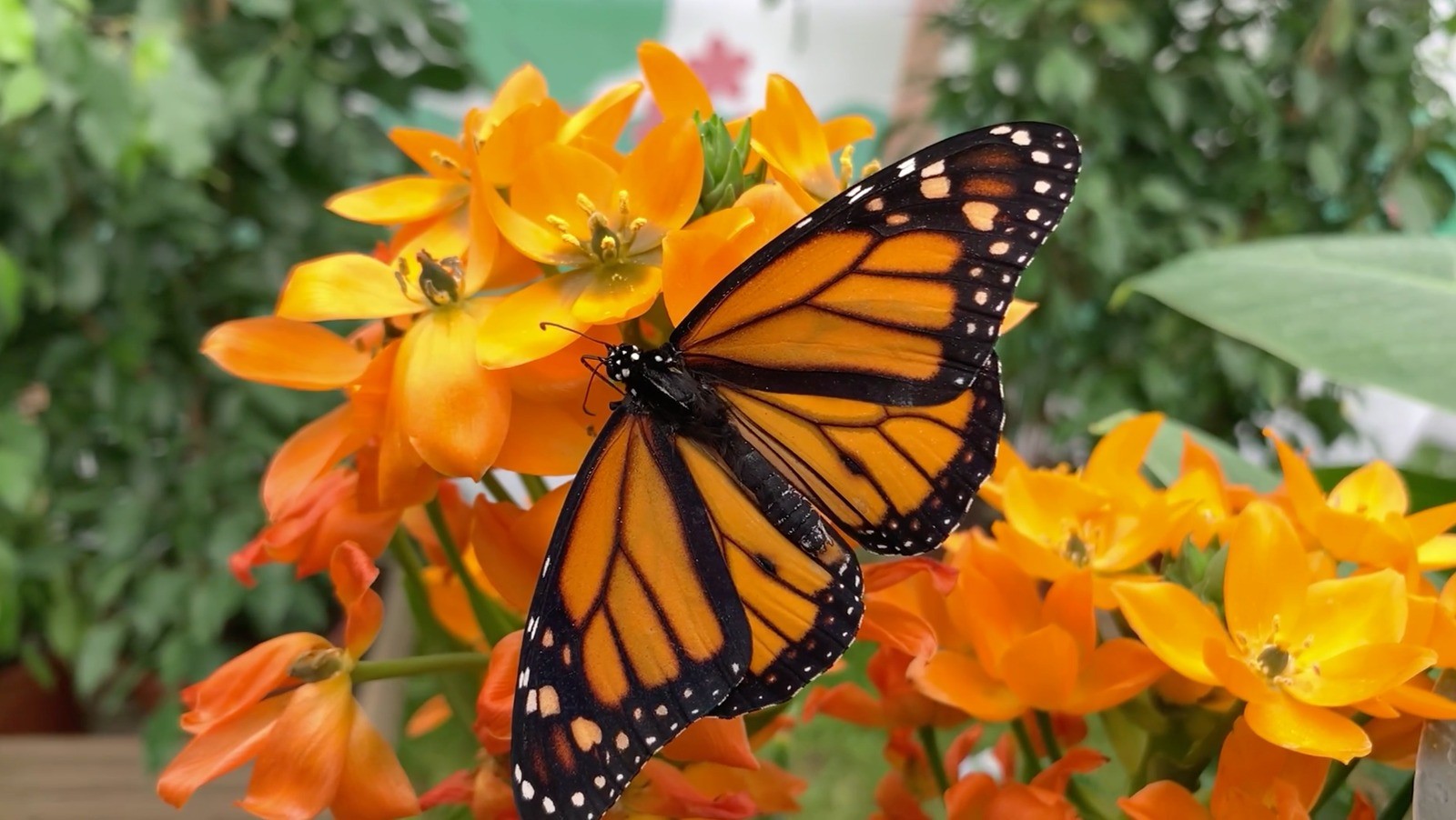 Siracusa, un giardino tropicale nel cuore di Ortigia