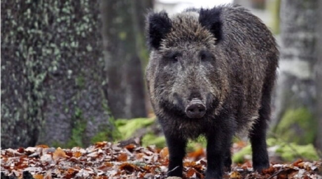 India, cinghiale aggredisce bambina: mamma eroina salva la figlia e muore