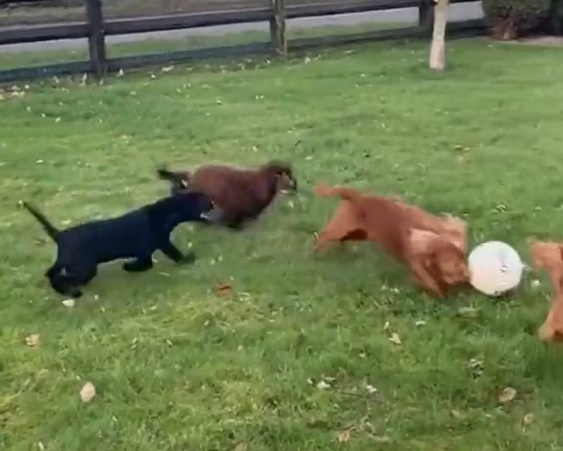 Come Ronaldo o Messi, il cane dribbla tutti con il pallone da calcio –  VIDEO