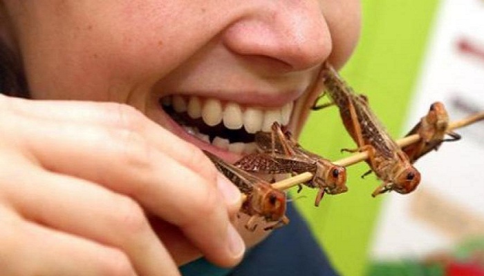 Farine di grilli, larve, tarme e locuste: ok UE a etichette obbligatorie