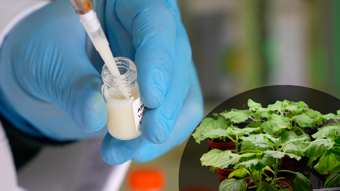 Le aflatossine cancerogene nel latte crudo, Enea realizza un kit per rilevarle