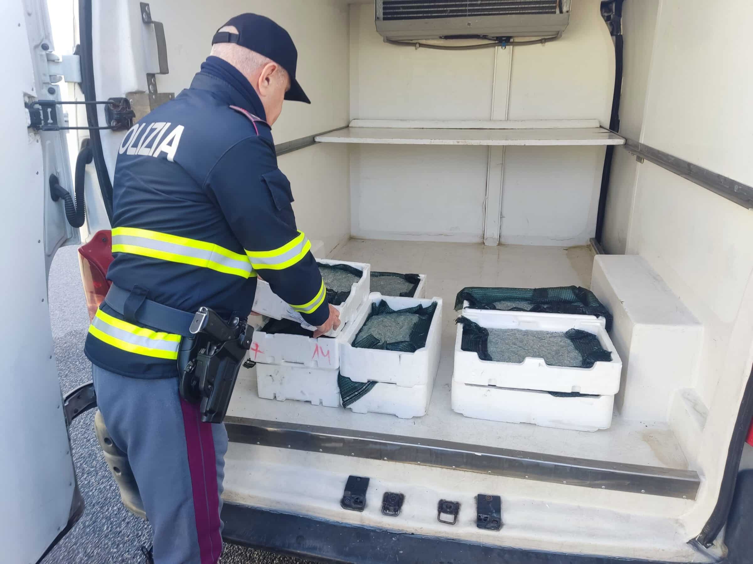 Pesca, sequestrati 100 kg di novellame di sarda a Barcellona Pozzo di Gotto