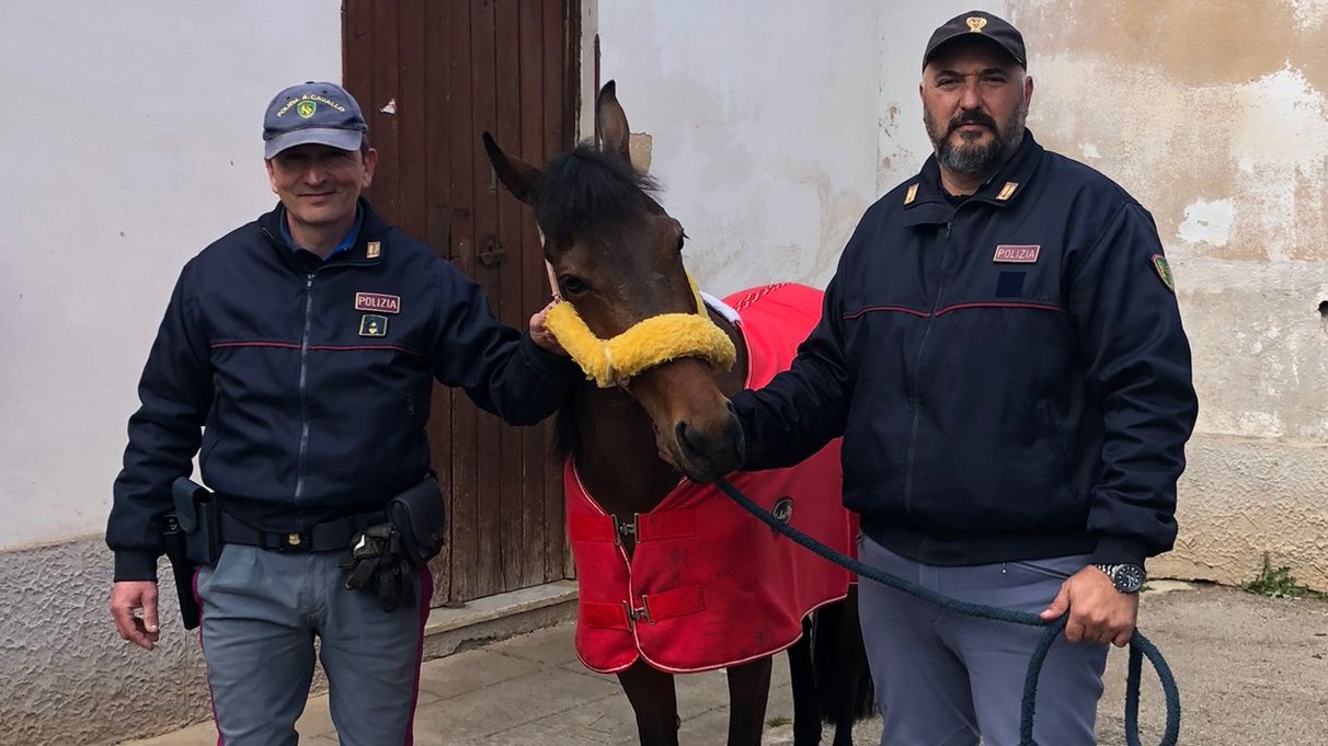 Corsa clandestina di cavalli all’alba con curiosi e tifosi: scatta “blitz” della polizia