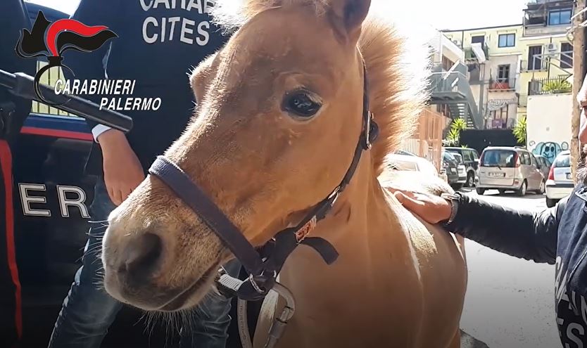 La corsa clandestina, lo schianto del Pony contro l’auto e il video virale: scatta una denuncia