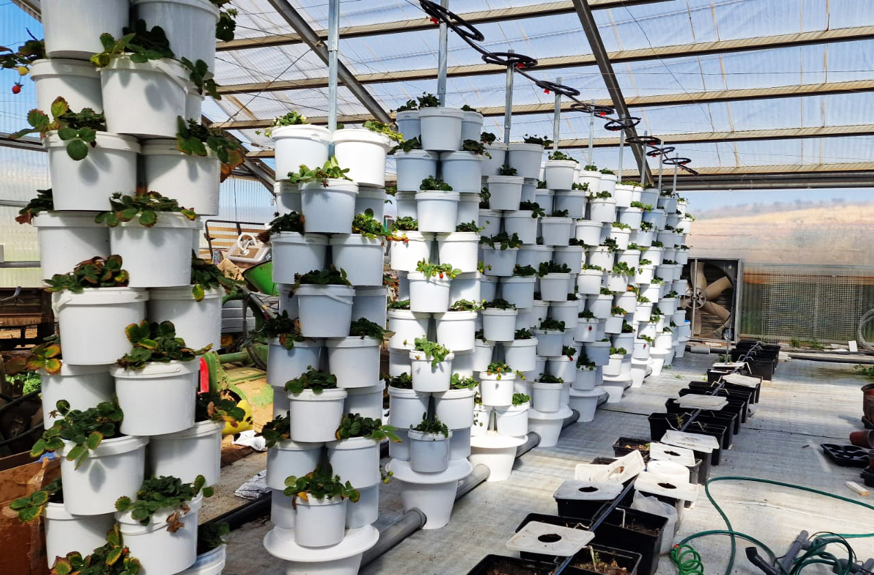 Agricoltura “verticale” e sostenibile: “Risparmiamo il 95% delle risorse” Agricoltura “verticale” e sostenibile: “Risparmiamo il 95% delle risorse”