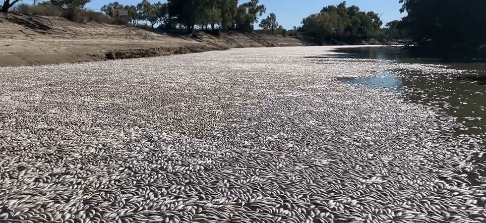 Ecatombe di pesci in Australia: caldo e siccità le cause