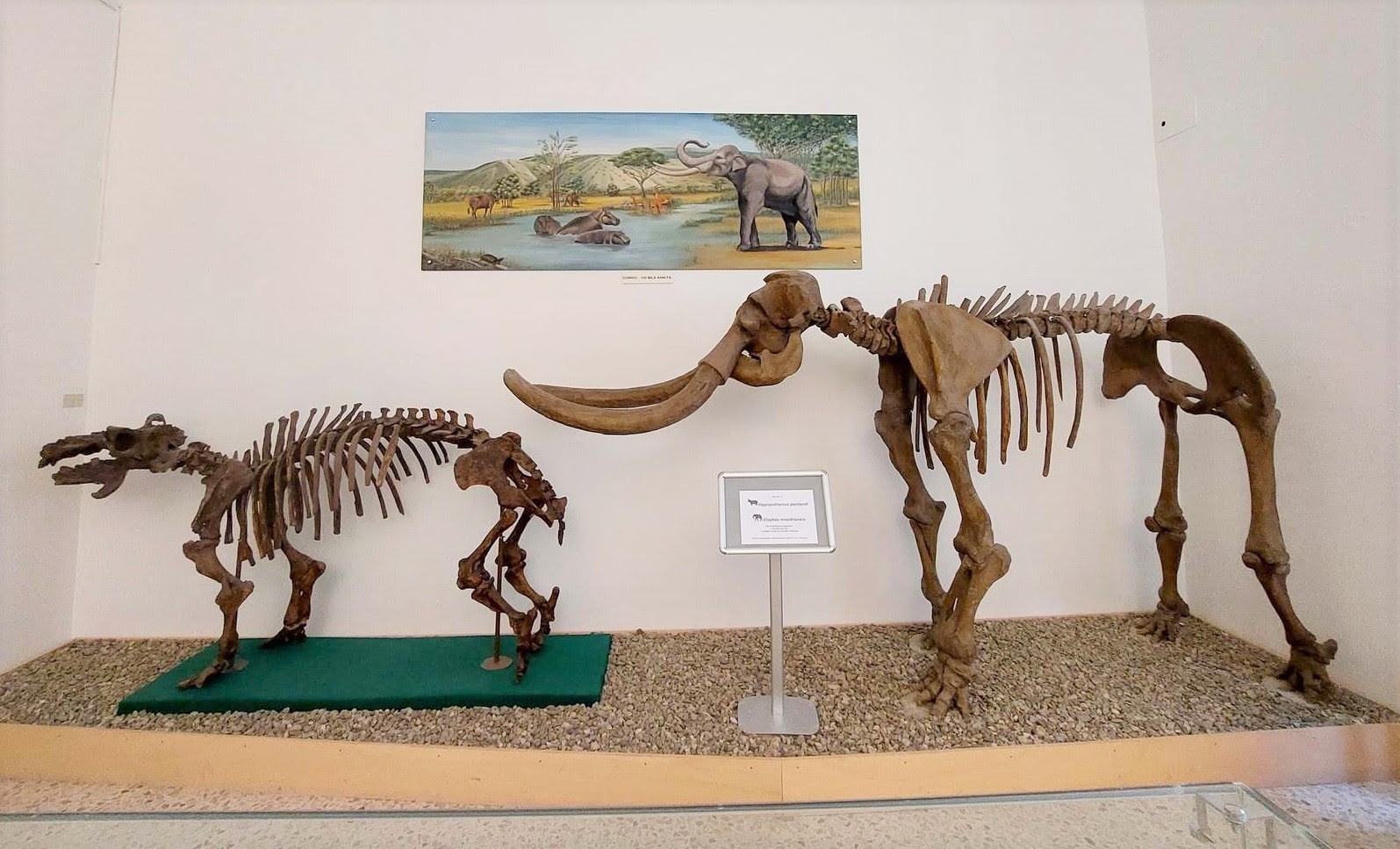 Comiso, una rinascita per il Museo Civico