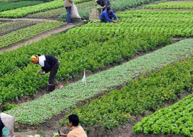 Click day migranti, Coldiretti “Domande in overbooking, serve nuovo decreto”