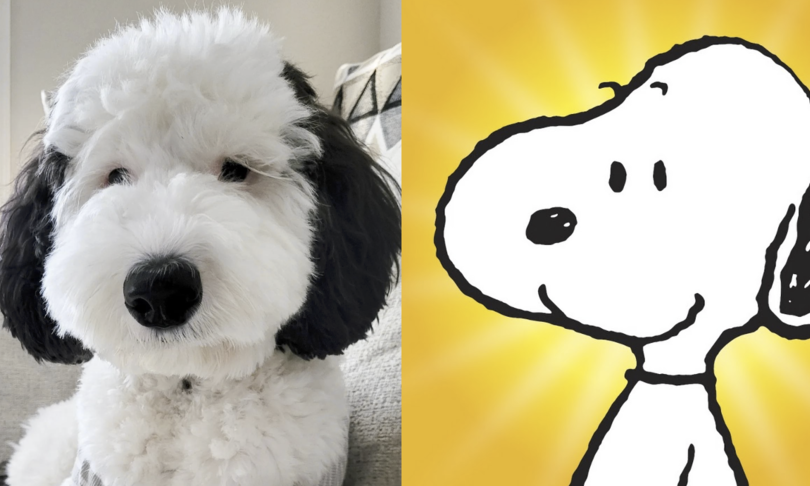 Instagram impazzisce per Bayley: il cane sosia di Snoopy esiste veramente