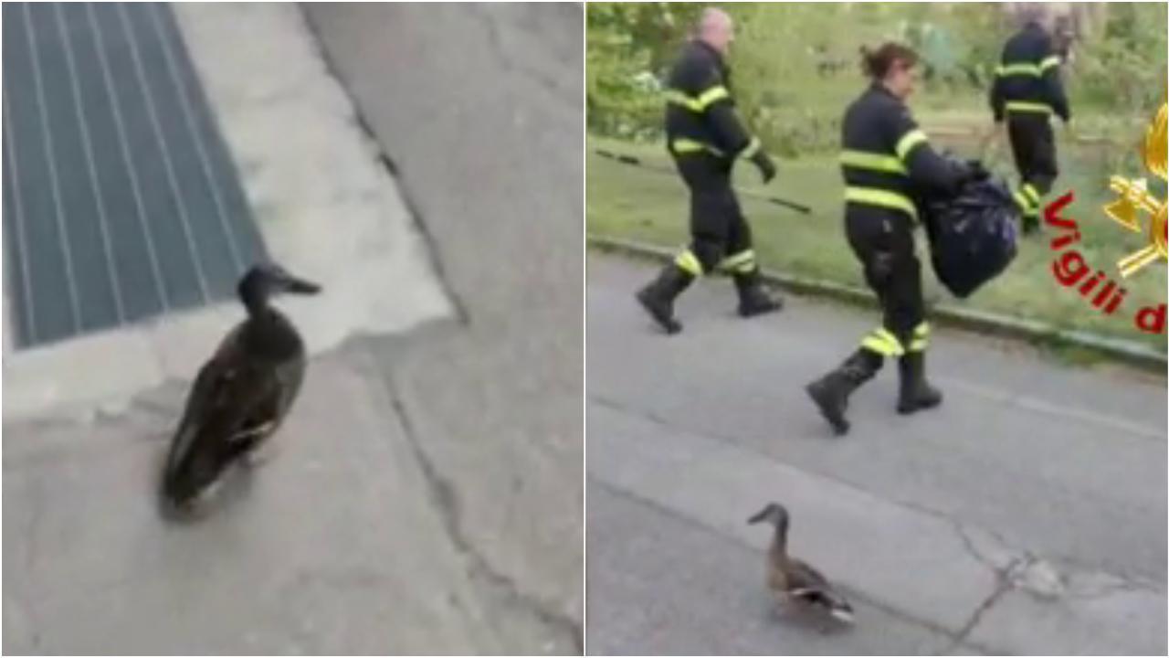 Chiusi in un palazzo si salvano grazie agli starnazzi: soccorsi 12 anatroccoli VIDEO