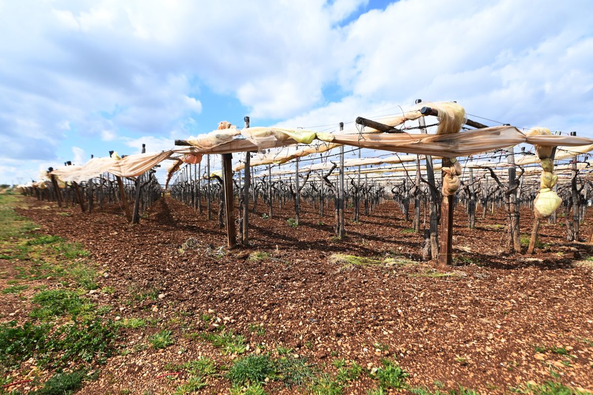 Maltempo Sicilia, Coldiretti: “Danni immensi per gli agricoltori, annata da dimenticare”