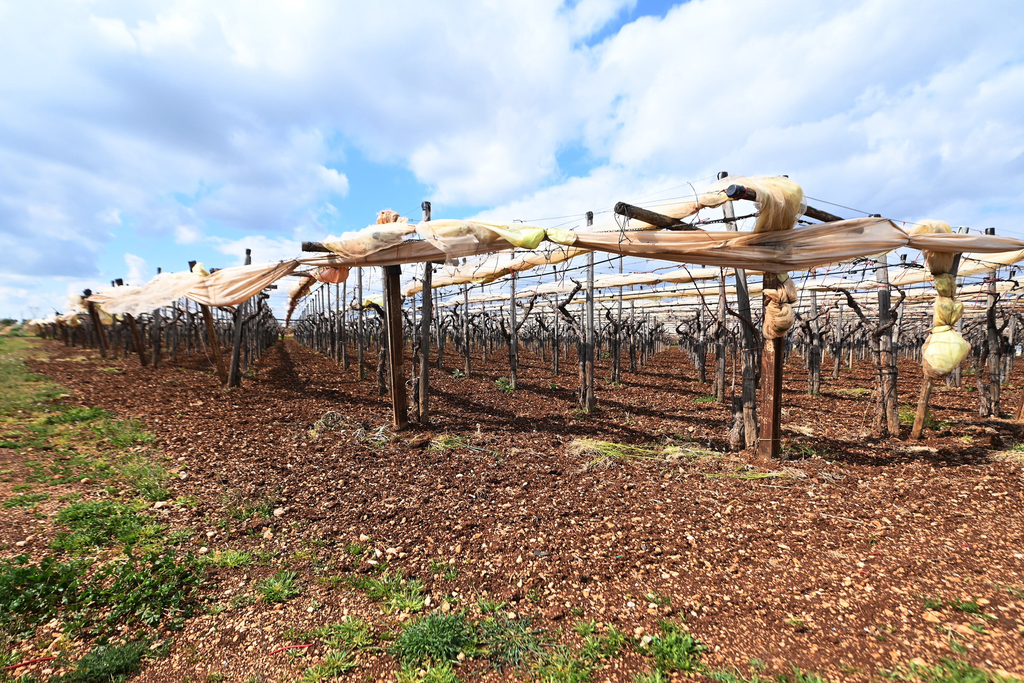 Maltempo Sicilia, Coldiretti: “Danni immensi per gli agricoltori, annata da dimenticare”