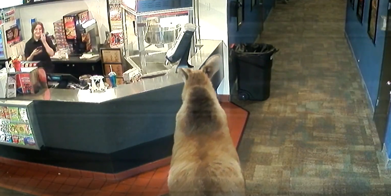 Assurdo, Alce entra in cinema e poi mangia pop corn: il video