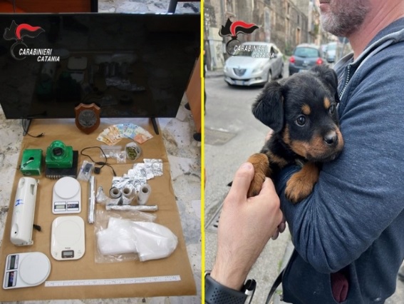 Cucciolo di cane a difesa del bunker della droga, 5 arresti a San Cristoforo – VIDEO