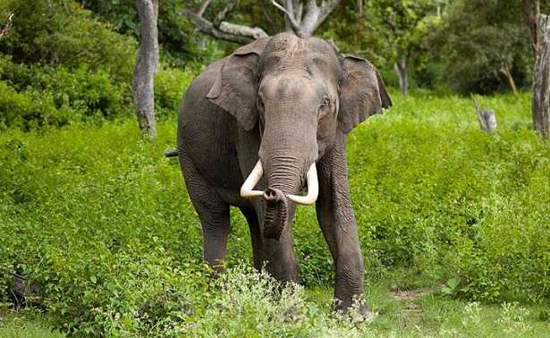 Turista infastidisce elefante selvaggio: caricata con la proboscide e lanciata via VIDEO