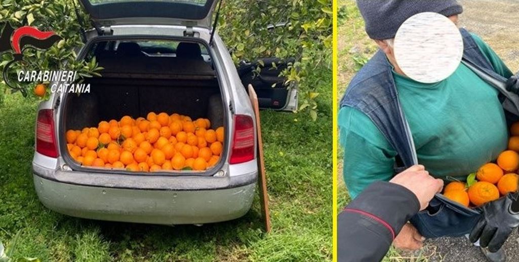 “Trasferta” in campagna per rubare le arance migliori: 3 arresti