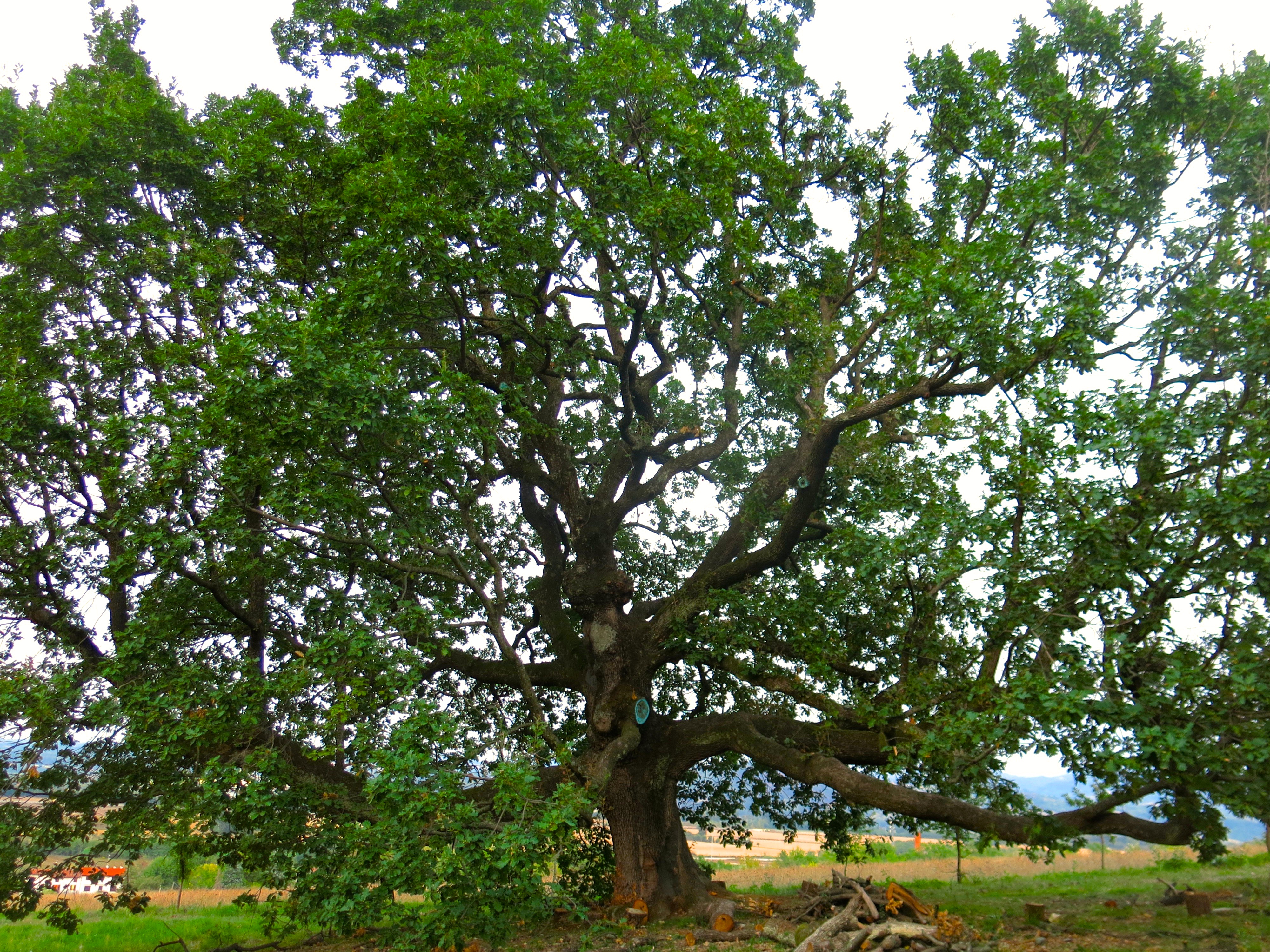 Alta 20 metri e resistente al vento, una nuova specie vegetale nella Sicilia orientale