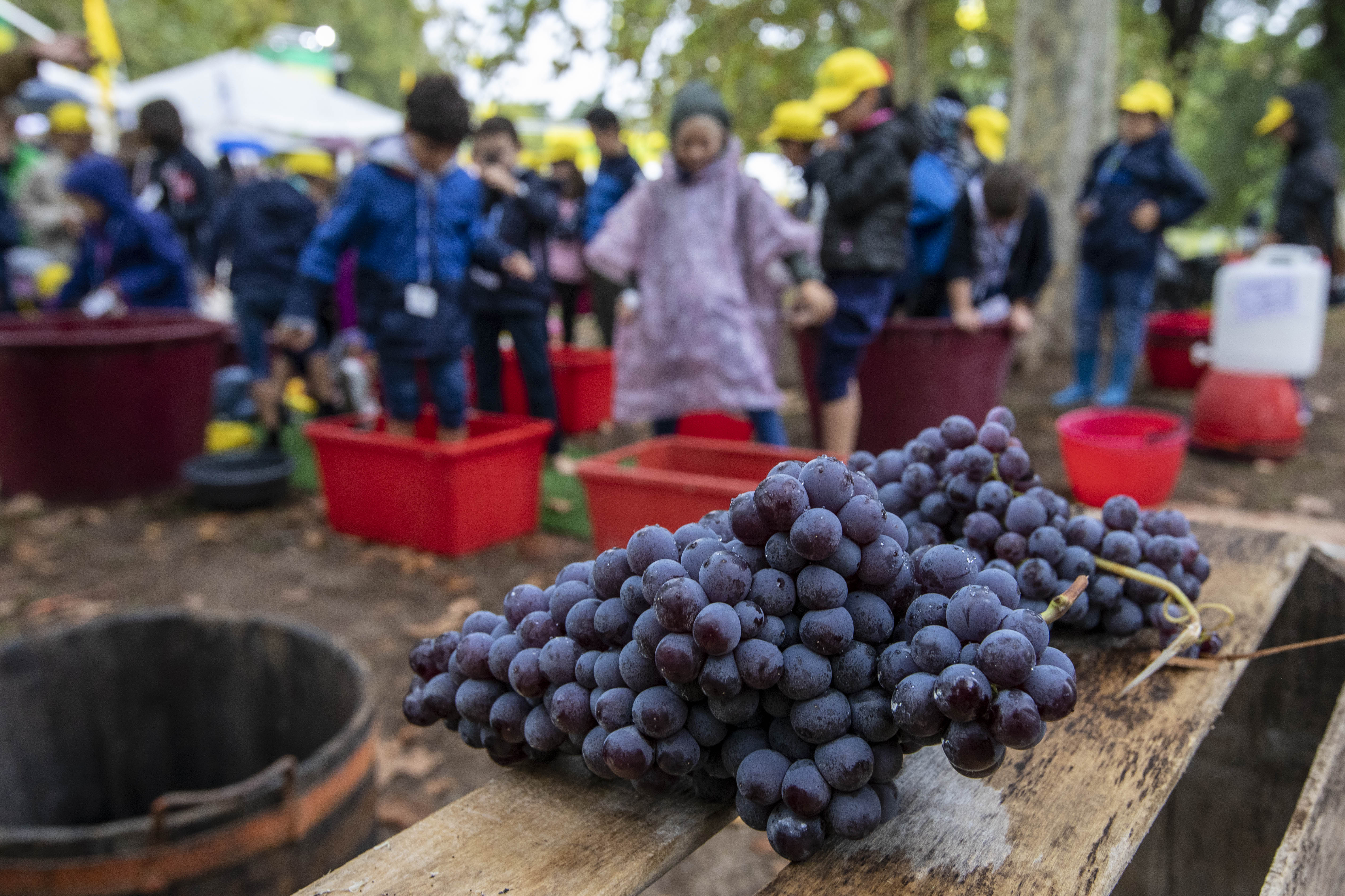 Crisi del mercato dell’uva, l’appello di Fedagricoltura