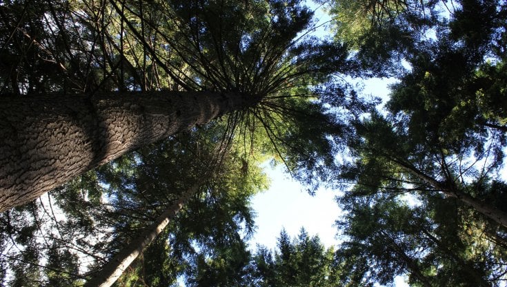 Tragedia in montagna: albero cade addosso a boscaiolo che l’aveva tagliato