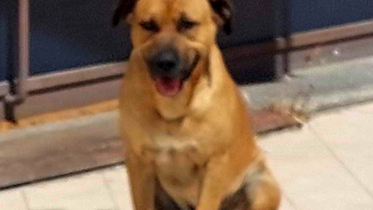 Scordia, cane del quartiere avvelenato: “Stanchi di questo clima di odio contro gli animali”