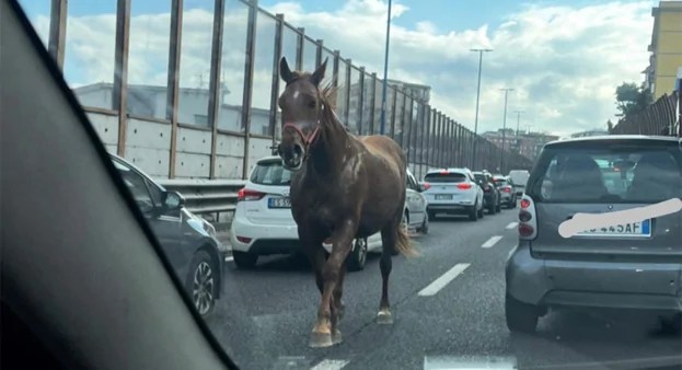 Panico a Napoli: cavallo galoppa contromano in tangenziale